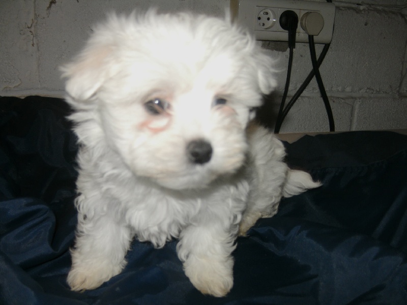 chiot Bichon maltais de la Jardiniere